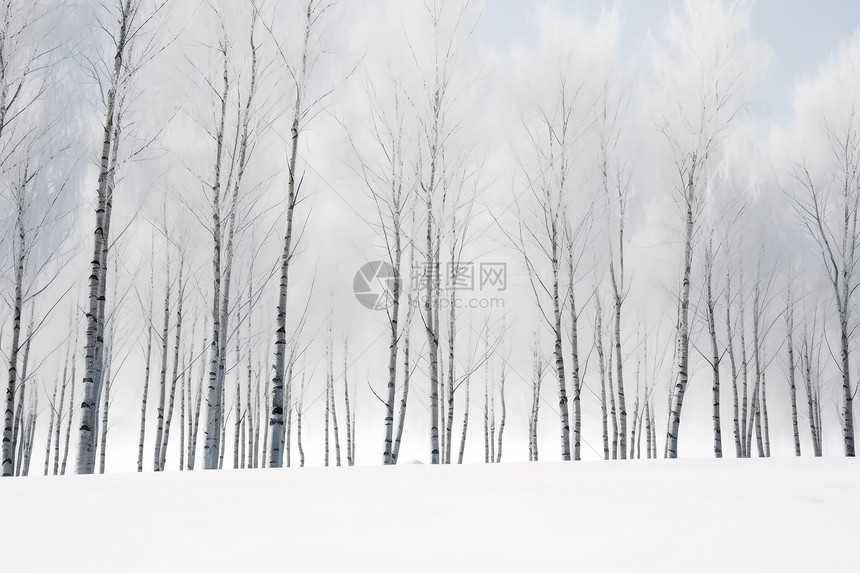 白雪皑皑的树林景观图片