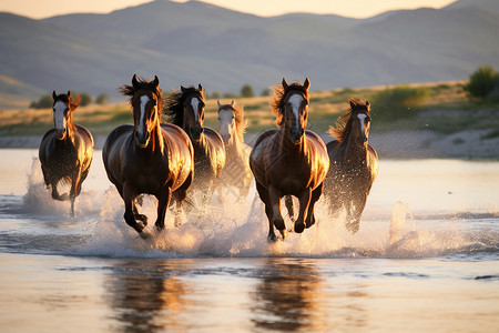 河面上奔腾的马群景观背景图片