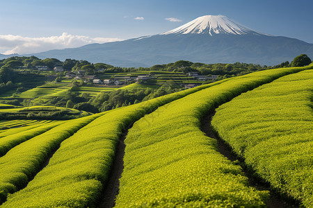夏季翠绿的茶山景观图片