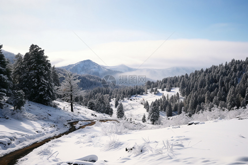 寒冷冬季雪山森林的美丽景观图片