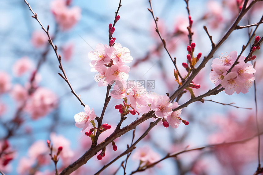 春日树梢上的重瓣樱花图片