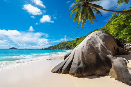 沙滩巨石后的椰树图片