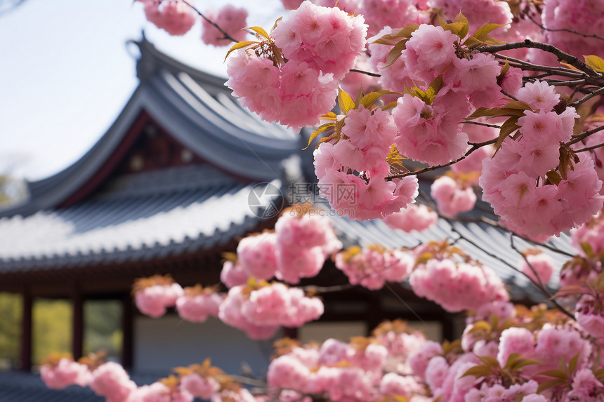 花园里盛放的樱花图片