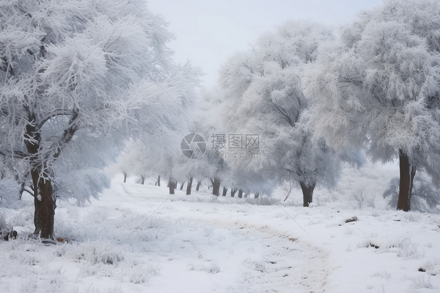 白雪皑皑中林间的雪路图片
