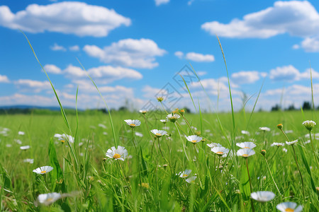 白花绿色田野牧场上的白花背景