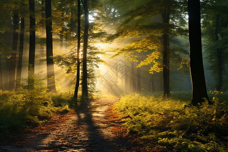 林间的光线背景图片