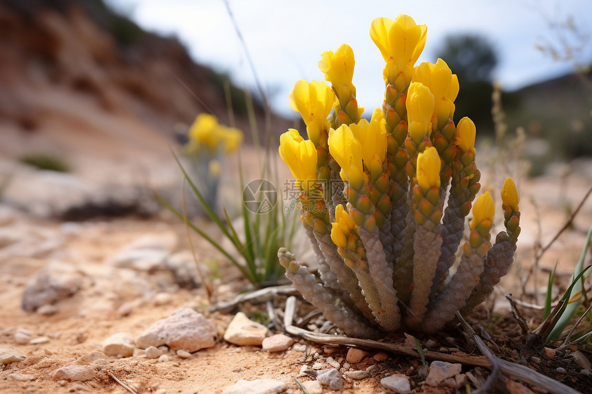 沙漠中的小黄花图片