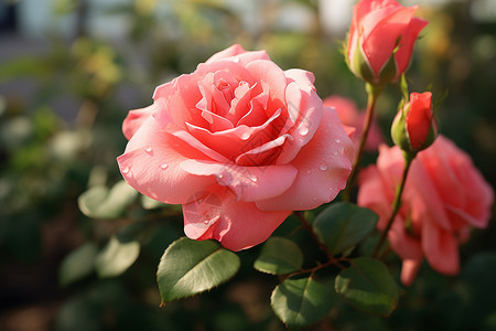 踢腿的花仙子花仙子的醉美夏日背景