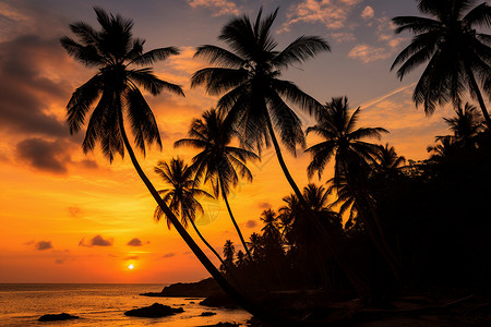 夕阳下棕榈树背景图片