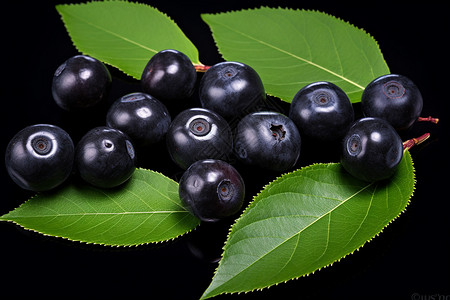 黑莓果浆果之美背景
