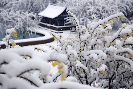 冰雪天气冰雪纷飞冬日花园背景