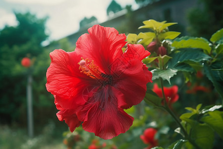 一朵红色花朵图片