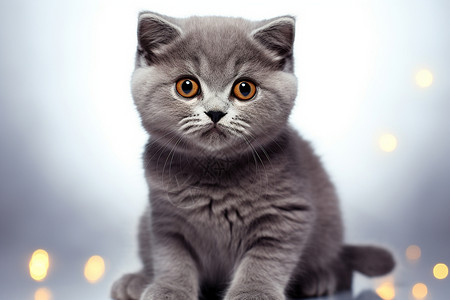灰色小猫的优雅姿态图片