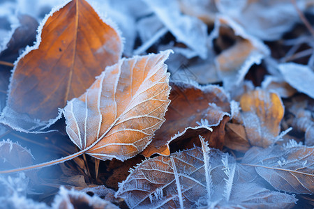 户外霜冻的落叶背景图片