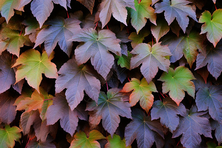 秋日林间的缤纷红叶高清图片