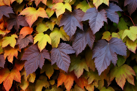 秋天墙上的植物高清图片