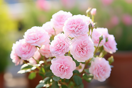 缤纷艳丽的粉色花朵背景图片