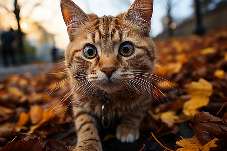 落叶下猫咪秋日可爱的猫咪背景