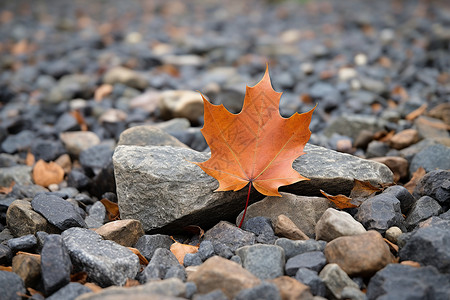 秋季安静的落叶图片