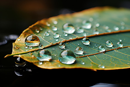 叶子上汇集的水珠背景图片