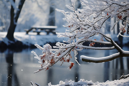 垂柳树下雪天公园的树枝背景