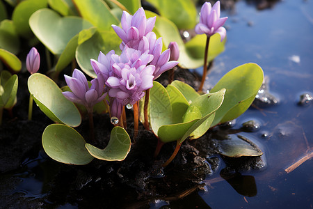 池塘中开花的植物图片