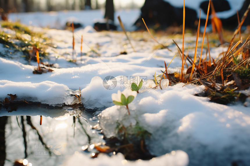 白雪覆盖的草地图片