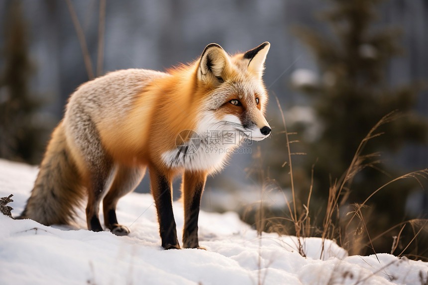 冬季雪地中的狐狸图片