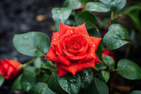 绽放的红色玫瑰花朵图片