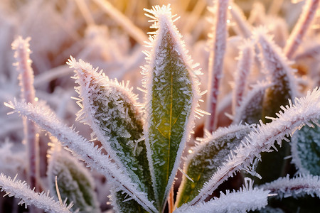 冬季植物上的冰霜图片