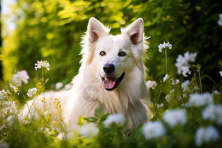 白狗花朵素材草地中可爱的白狗背景