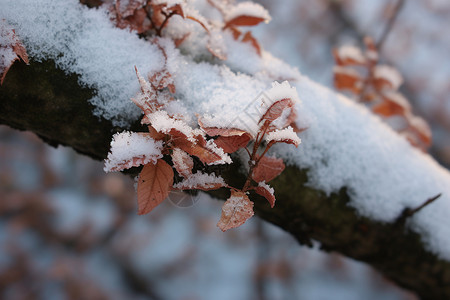 树木枝干上的冰雪图片