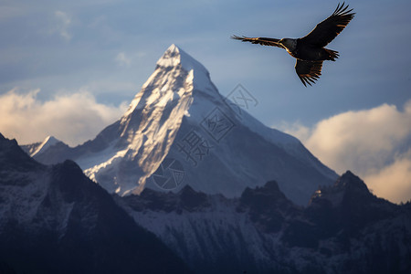 雪山之鹰天空中飞行的雄鹰背景