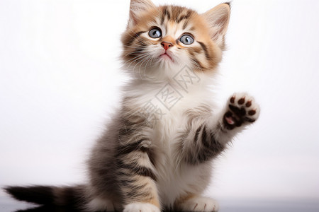 举着爪子的幼崽小猫图片