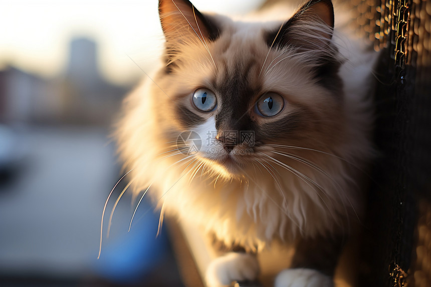 可爱的蓝眼睛猫咪图片