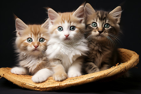 三只小猫咪坐在篮子里图片