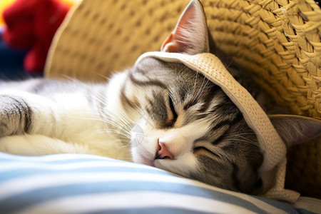 小猫帽子猫咪睡在带帽子的床上背景