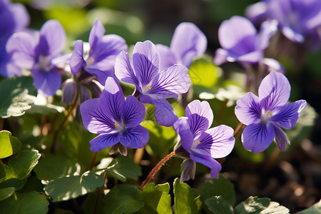 紫罗兰花朵背景
