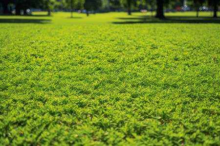公园中的绿色草地背景图片