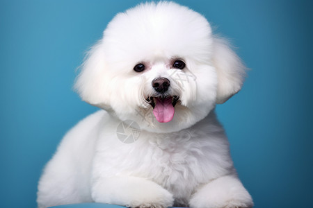 快乐的小白狗背景图片
