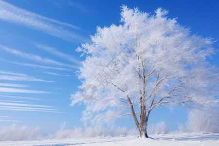 白雪覆盖的树林图片