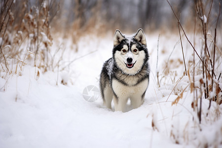 雪地漫步的狗背景图片