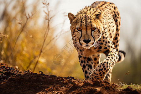 非洲豹奔跑图片
