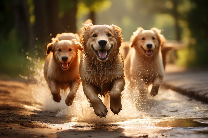 户外快乐奔跑的小狗图片