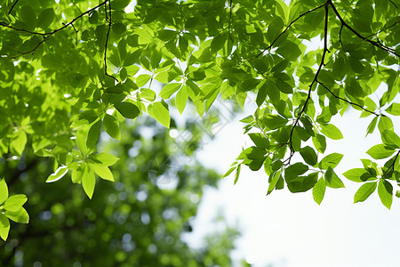 阳光下耀眼的绿色树叶图片