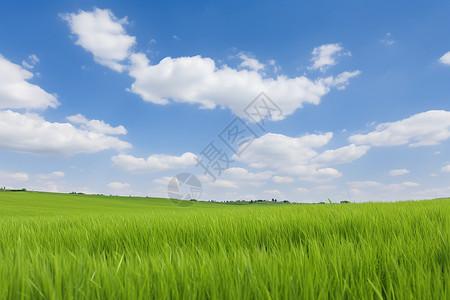 青天大老爷青天白云绿草原背景