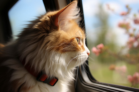 猫咪透过窗户凝望图片