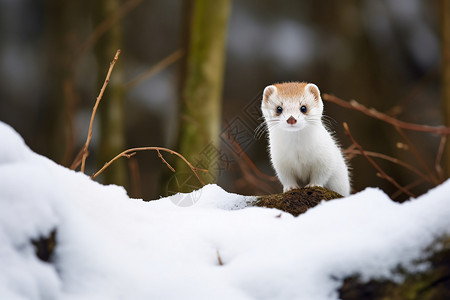 白雪中的小黄鼠高清图片