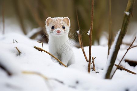 雪中小动物长尾黄鼠狼高清图片