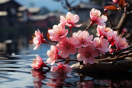 一朵桃花水中飘浮的花朵背景